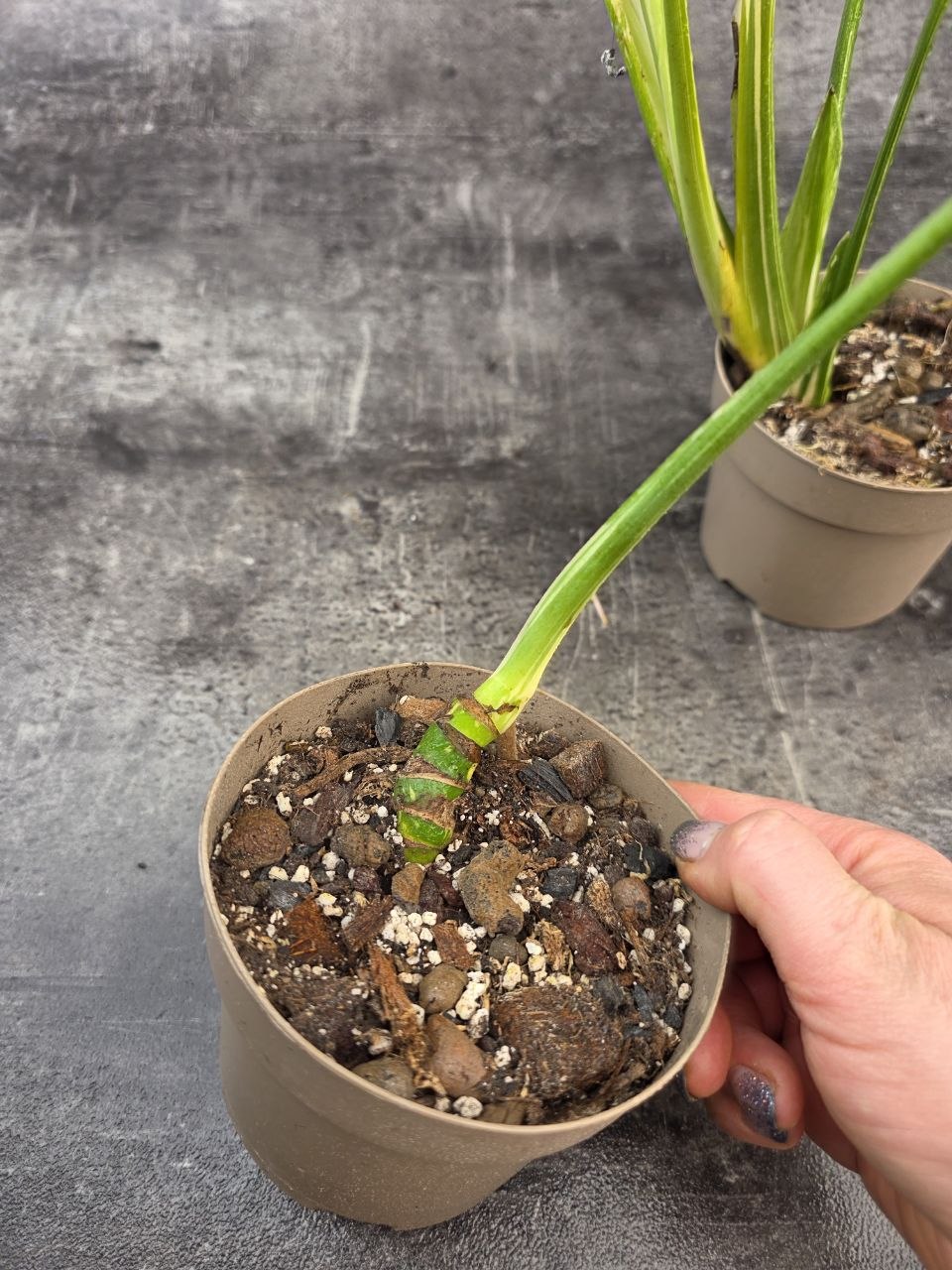 PORODNICE Monstera Thai