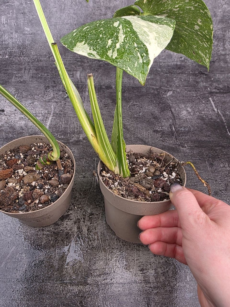 PORODNICE Monstera Thai