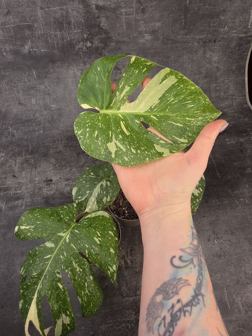 PORODNICE Monstera Thai