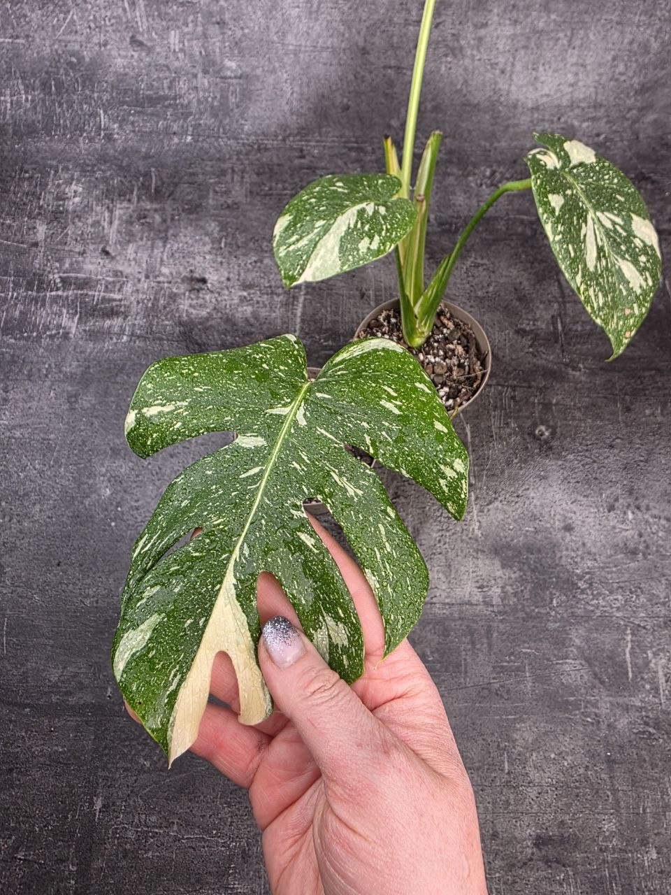 PORODNICE Monstera Thai