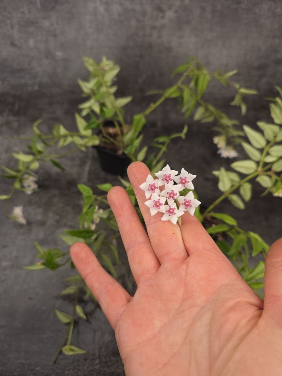 PORODNICE Hoya Bella