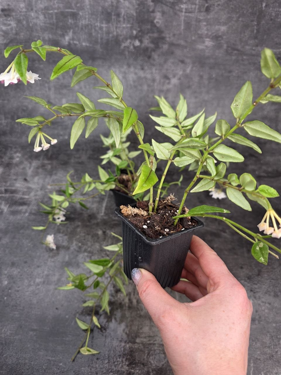 PORODNICE Hoya Bella