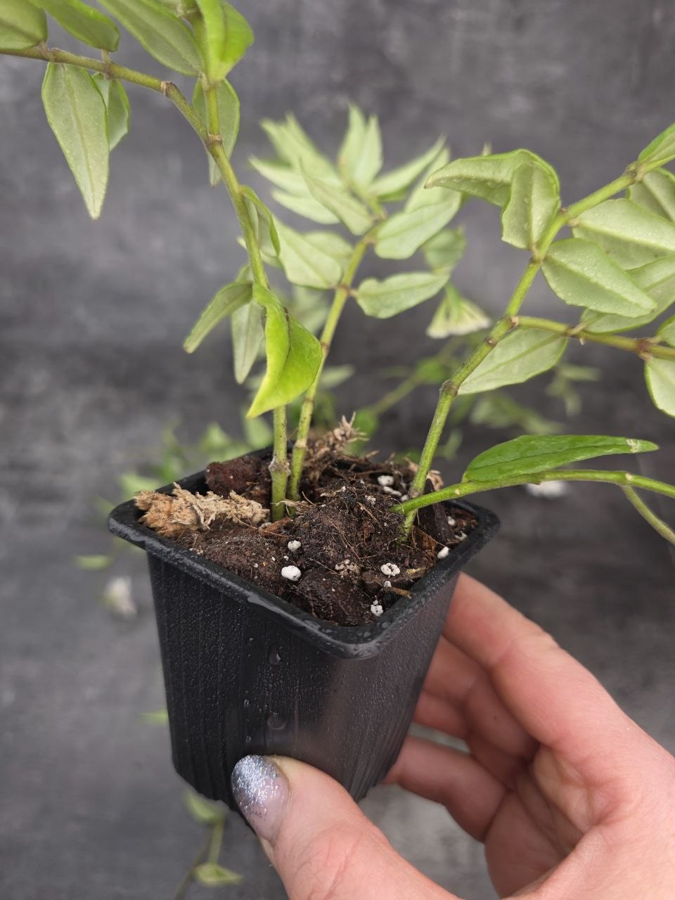 PORODNICE Hoya Bella