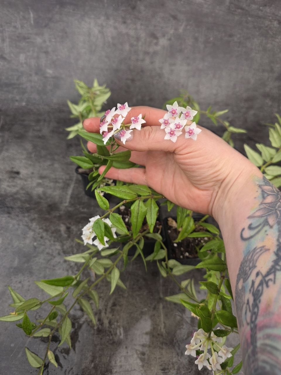 PORODNICE Hoya Bella