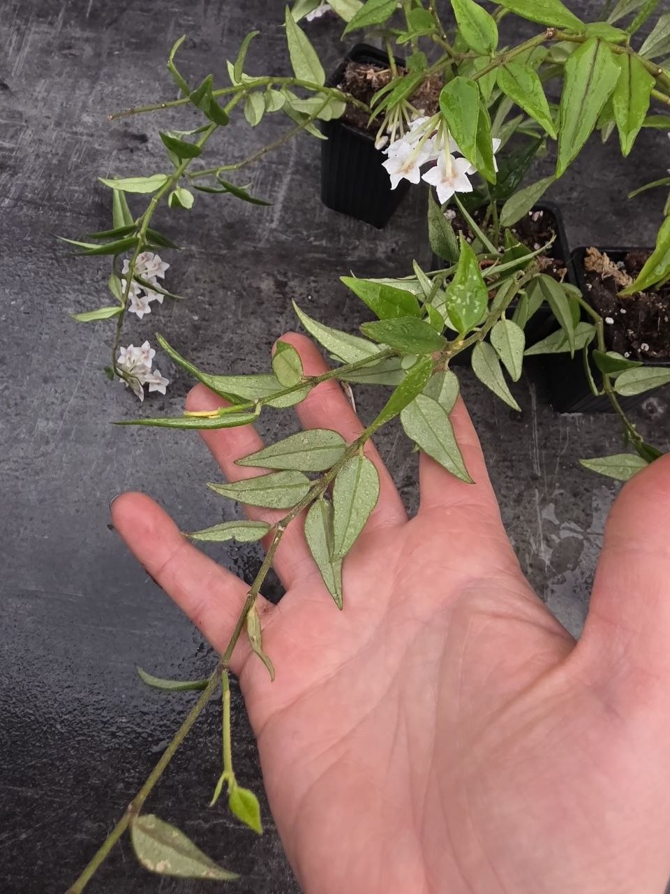 PORODNICE Hoya Bella
