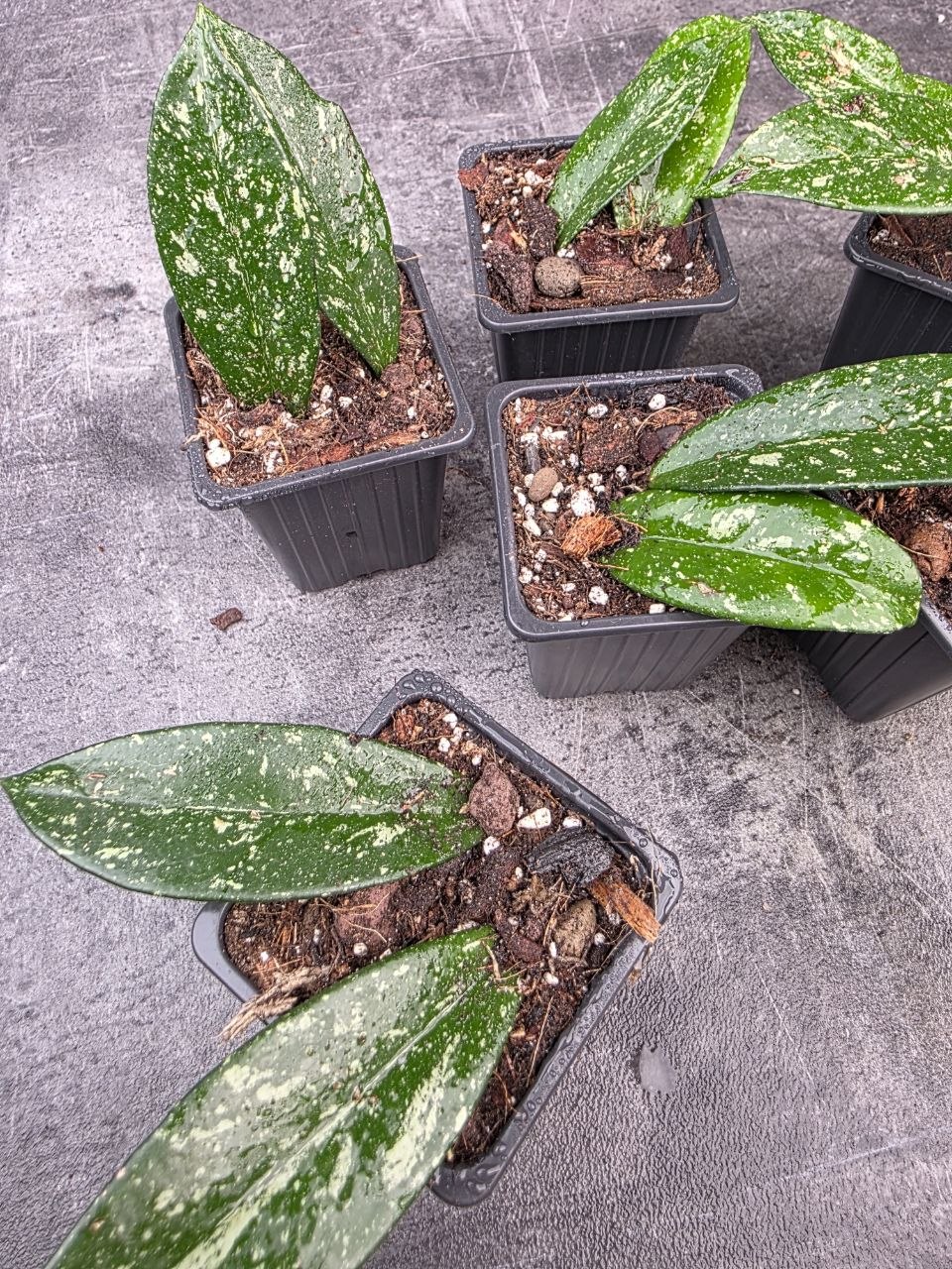 PORODNICE Hoya Silverspots