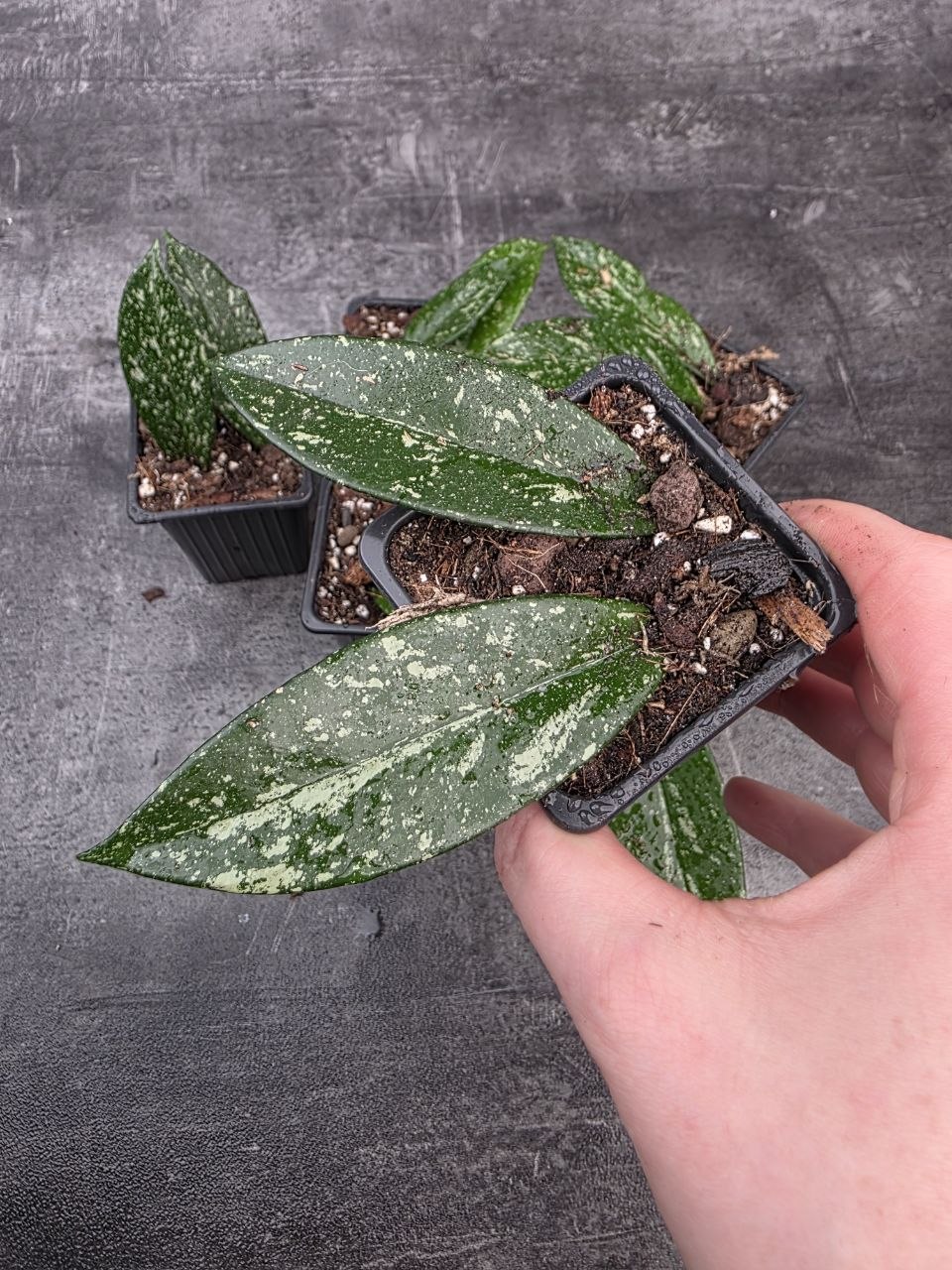 PORODNICE Hoya Silverspots