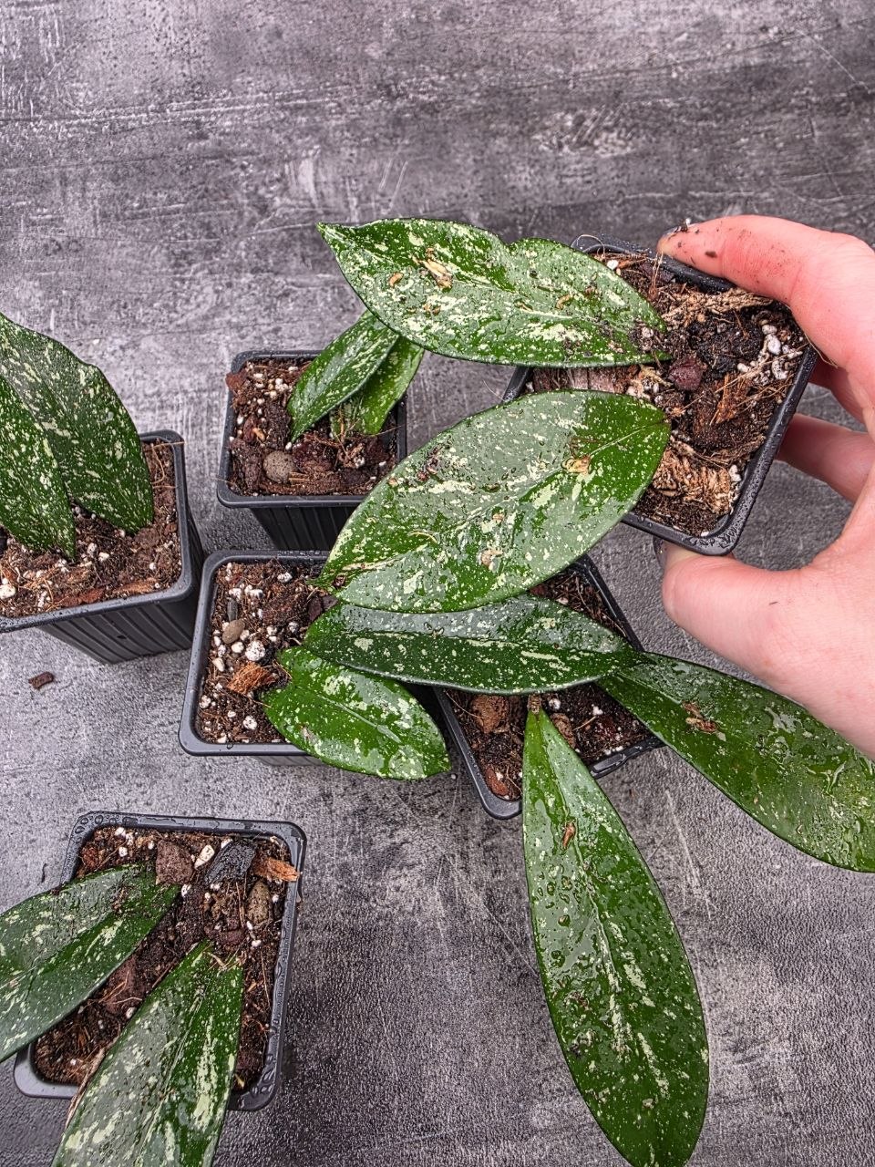 PORODNICE Hoya Silverspots