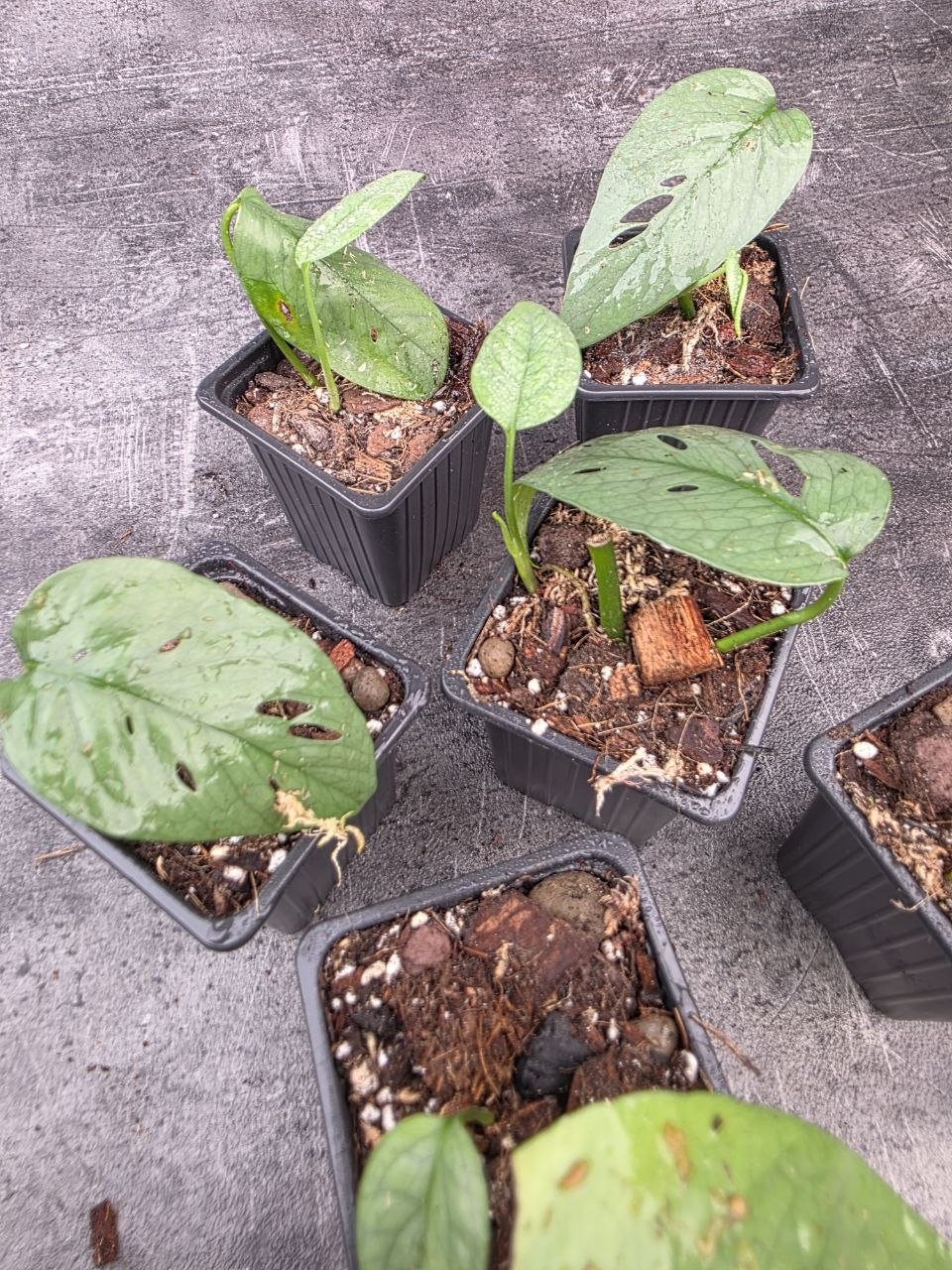 PORODNICE Epipremnum Cebu Blue