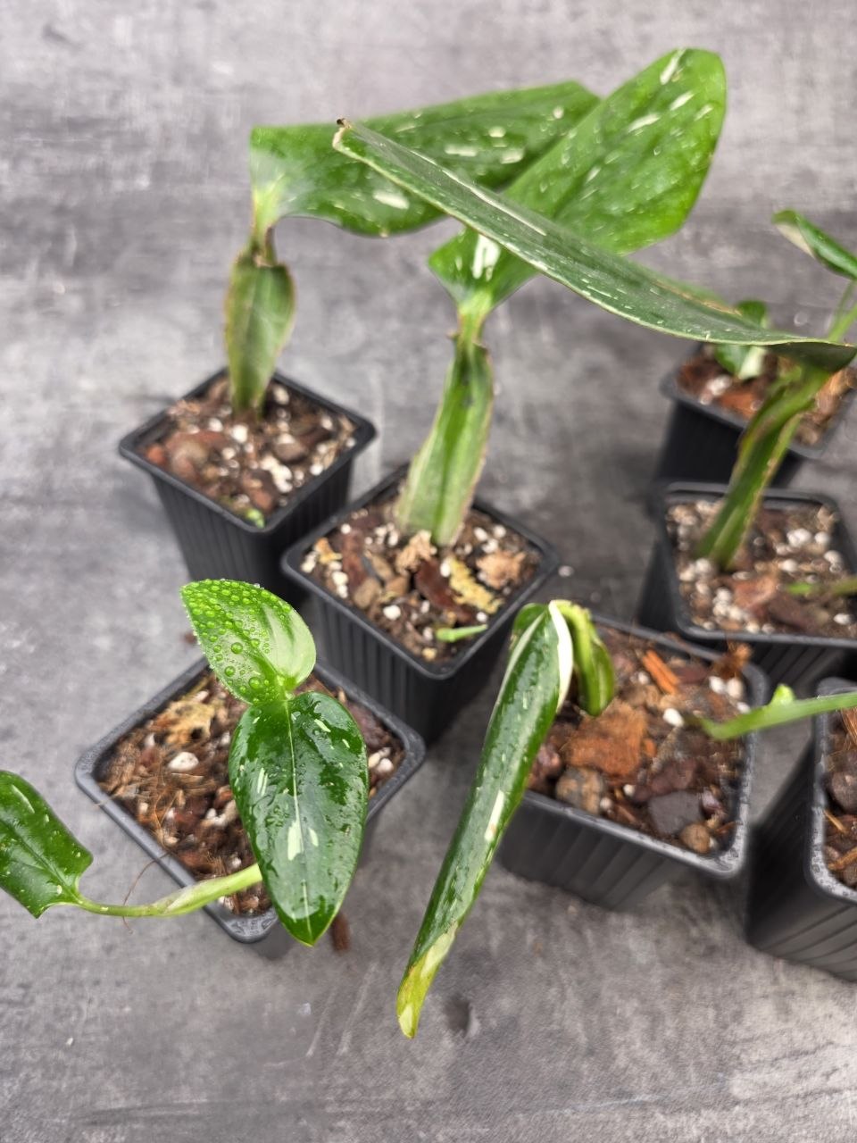 PORODNICE Philodendron Cobra 