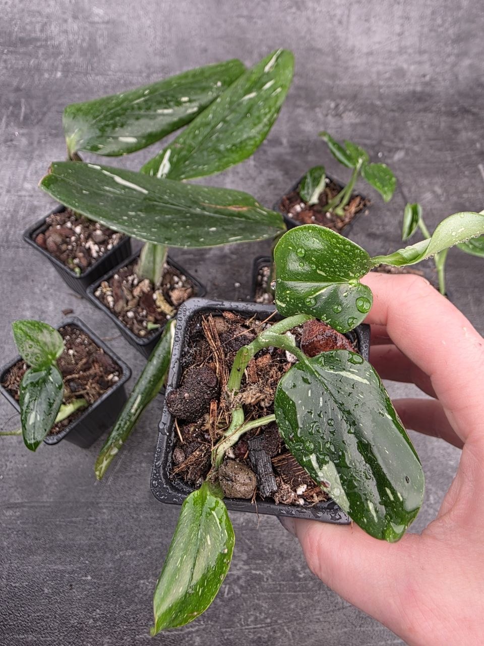 PORODNICE Philodendron Cobra 