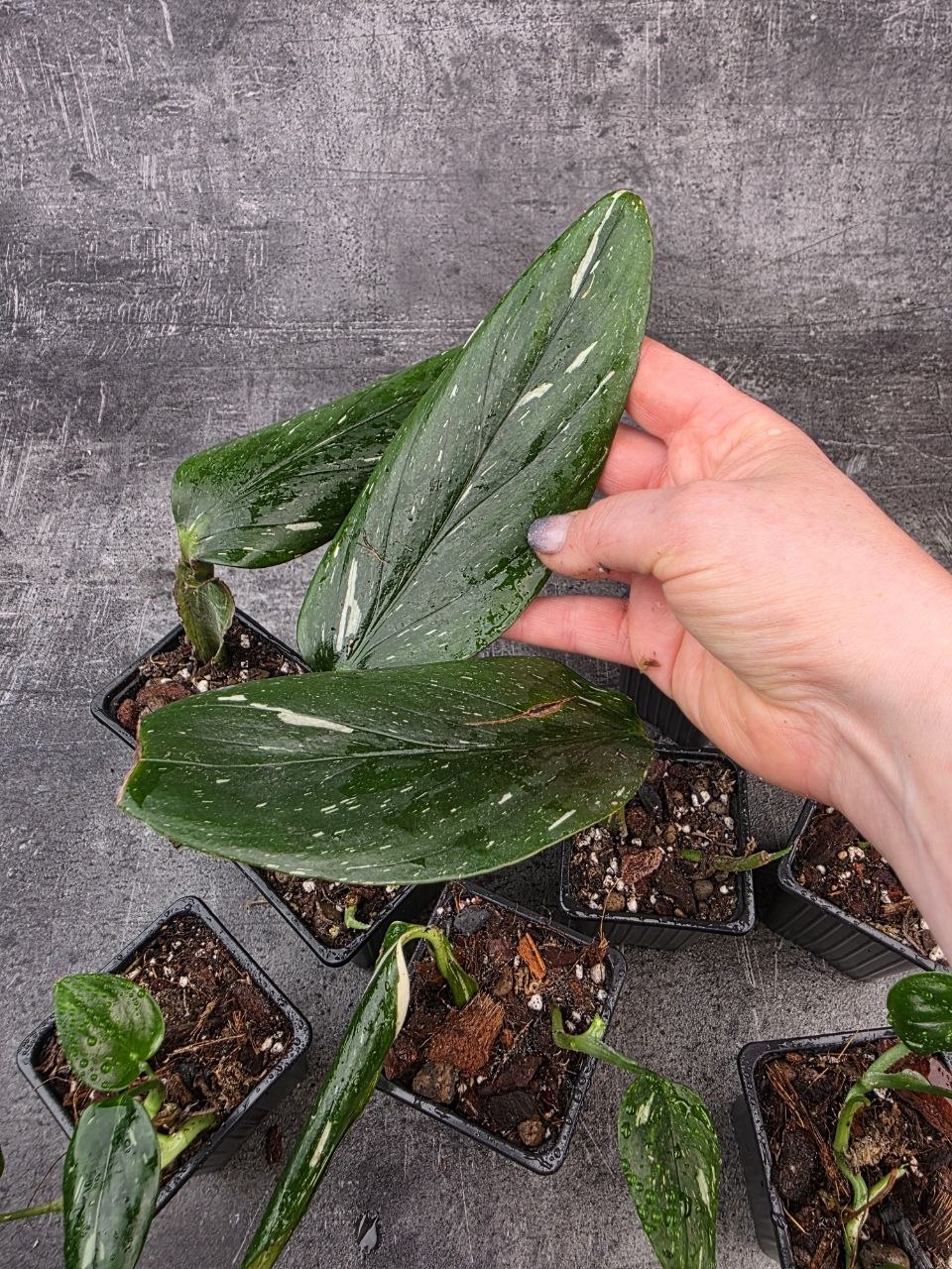 PORODNICE Philodendron Cobra 