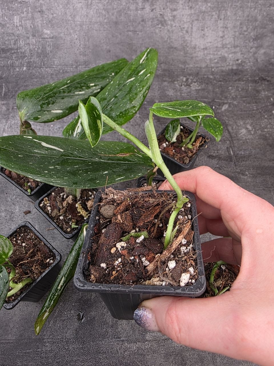 PORODNICE Philodendron Cobra 
