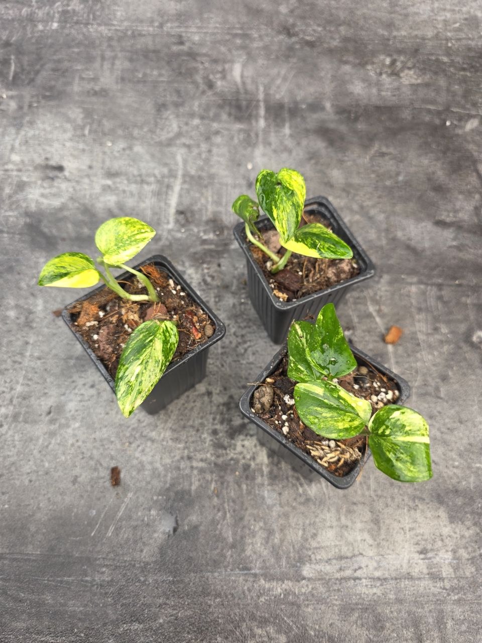 PORODNICE Philodendron Cobra Variegata