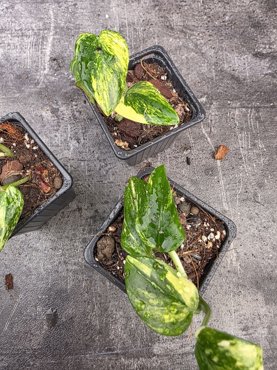 PORODNICE Philodendron Cobra Variegata