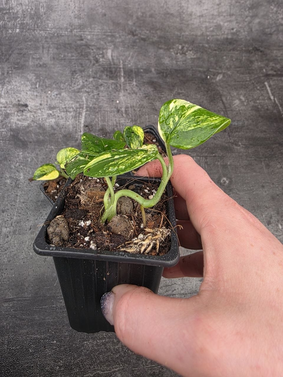 PORODNICE Philodendron Cobra Variegata