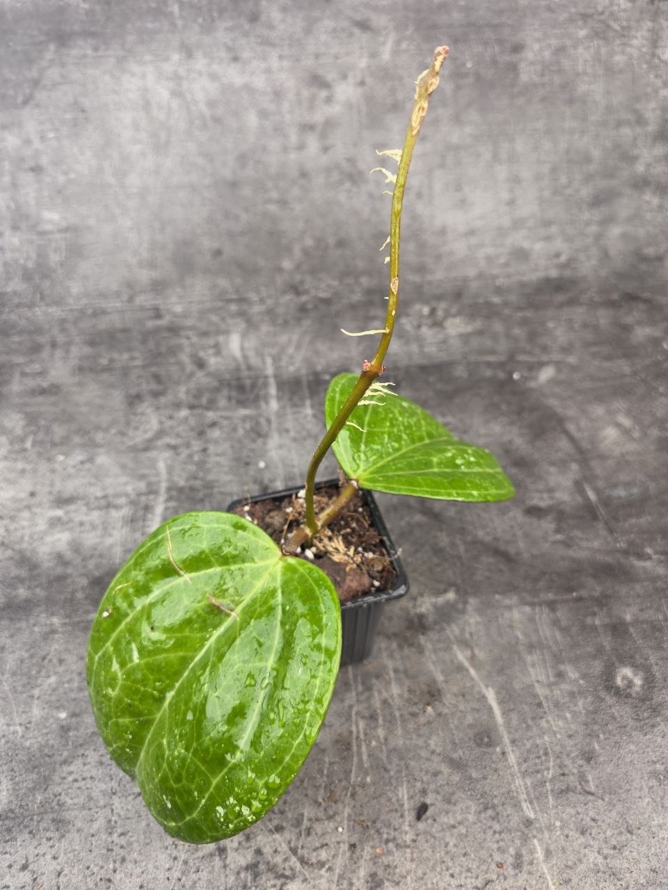 PORODNICE Hoya Sarawak