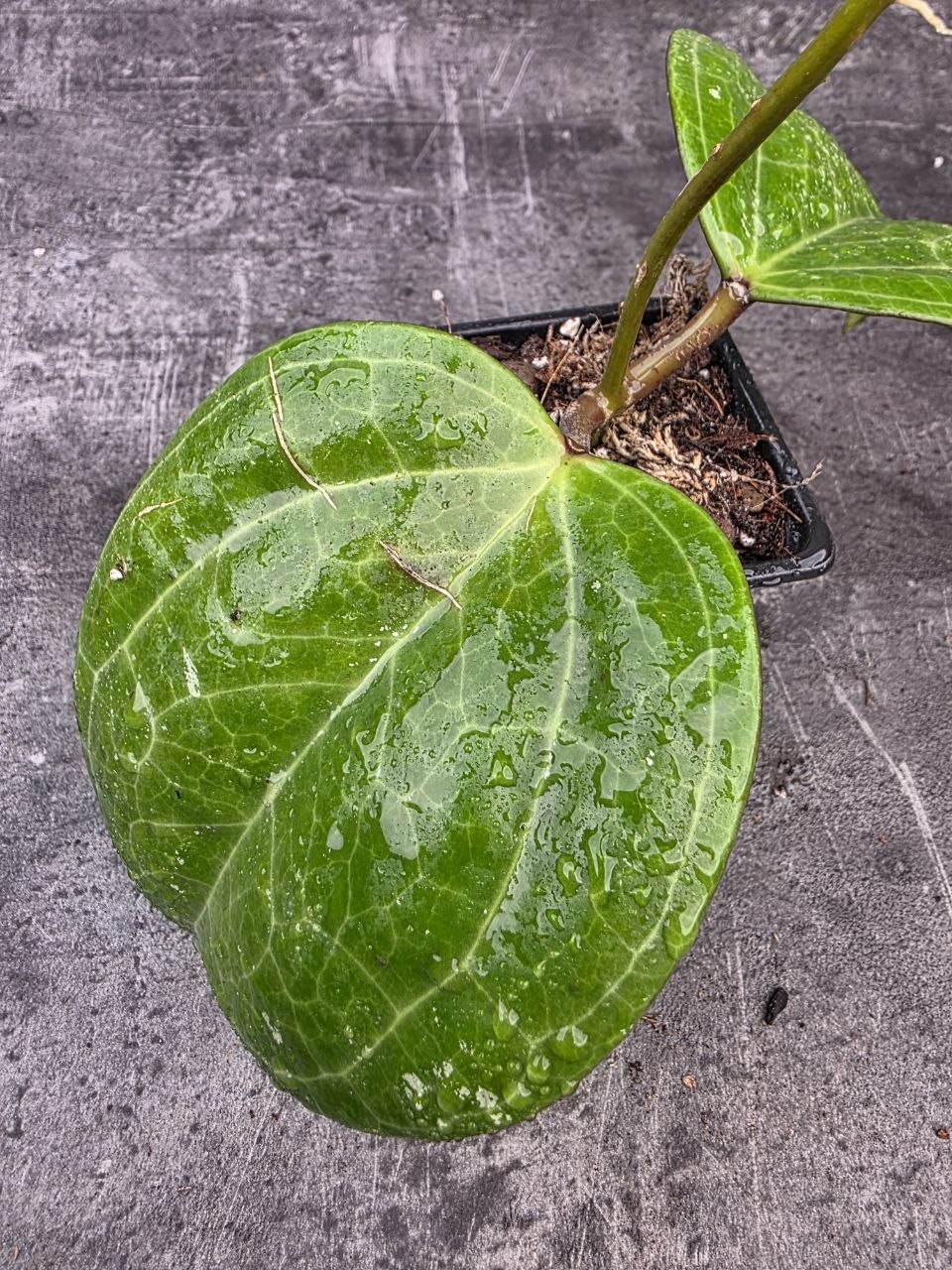 PORODNICE Hoya Sarawak