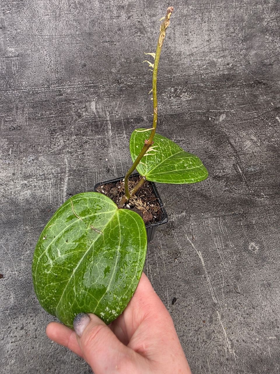 PORODNICE Hoya Sarawak