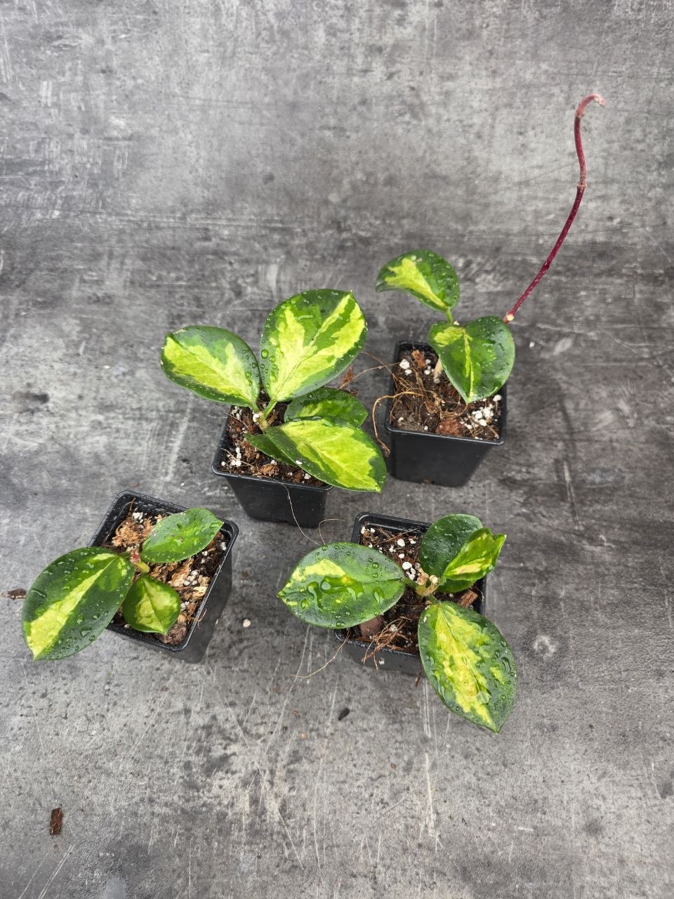 PORODNICE Hoya Australis tricolor