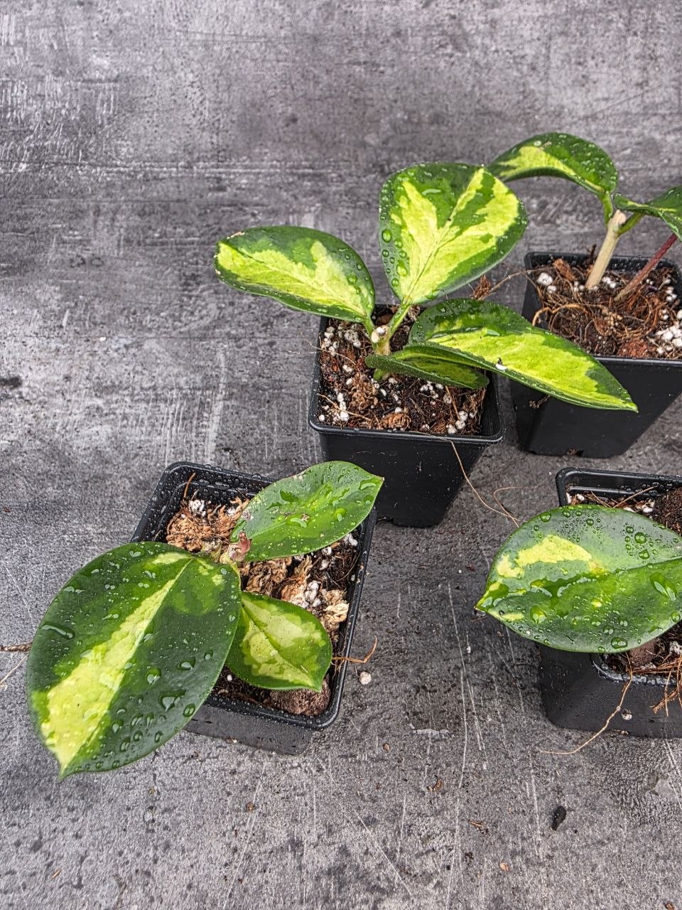 PORODNICE Hoya Australis tricolor
