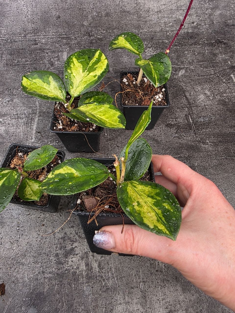 PORODNICE Hoya Australis tricolor