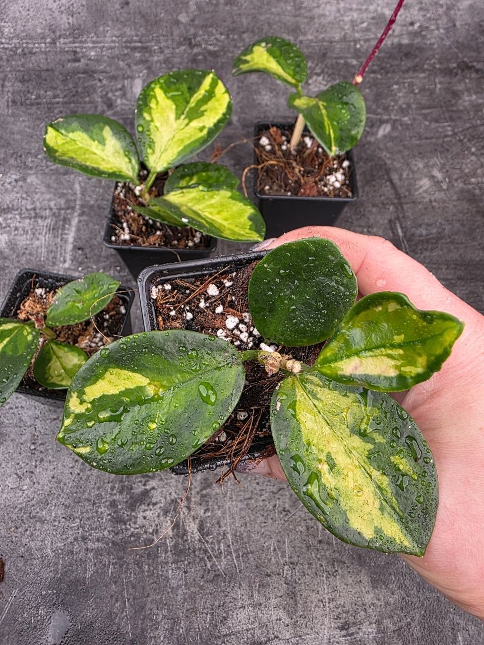 PORODNICE Hoya Australis tricolor