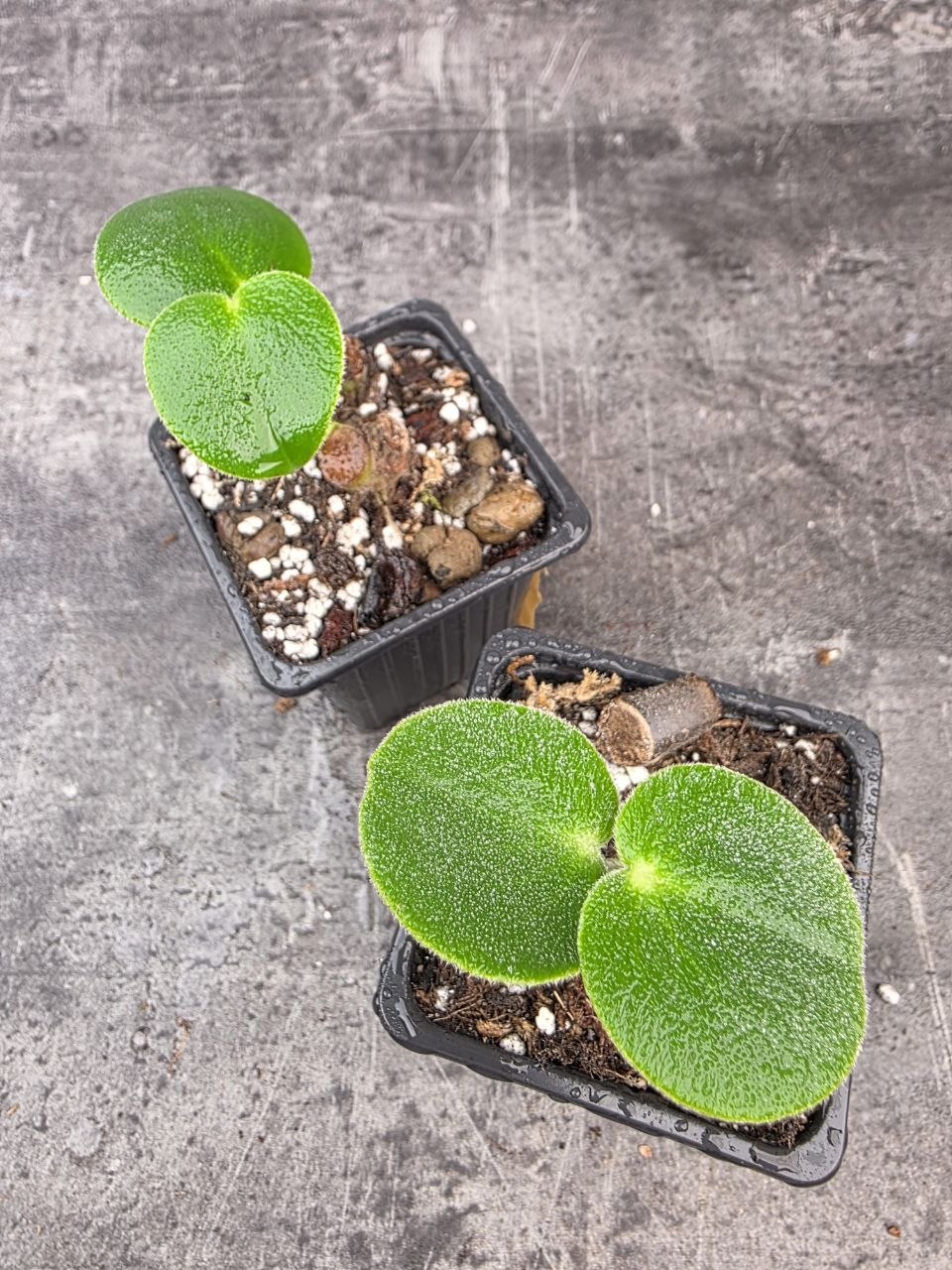 PORODNICE Peperomia Hovaria