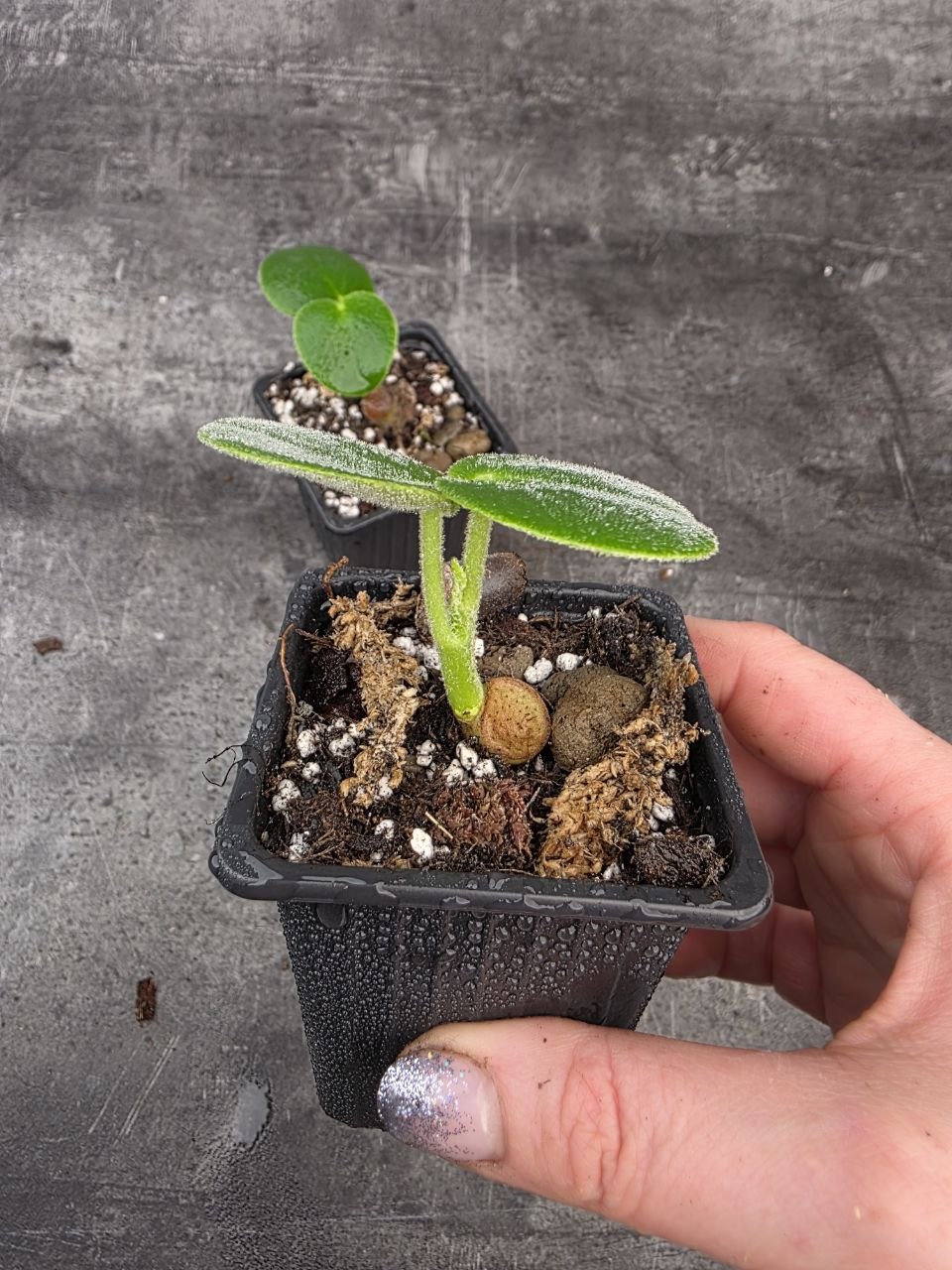PORODNICE Peperomia Hovaria