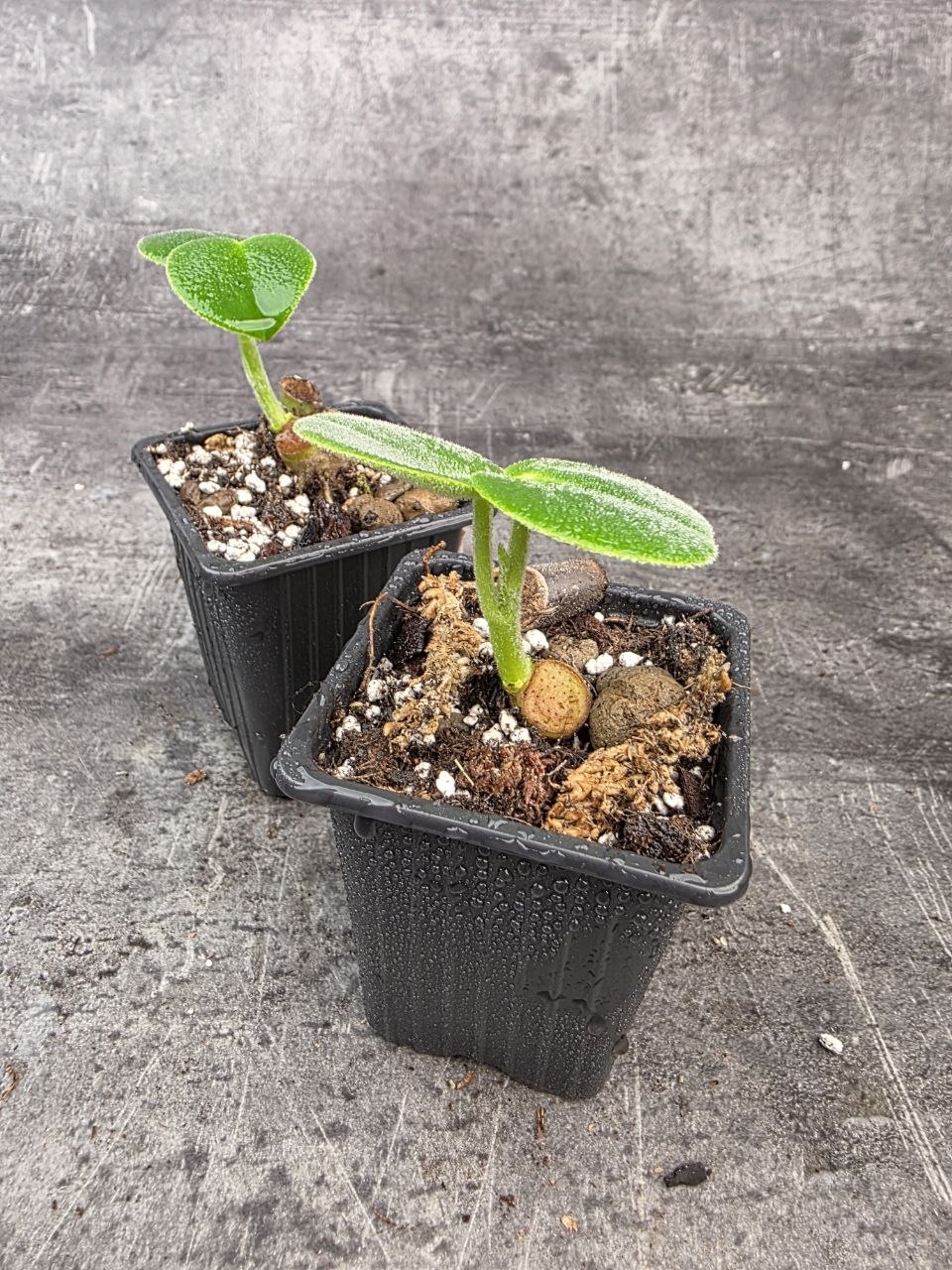PORODNICE Peperomia Hovaria