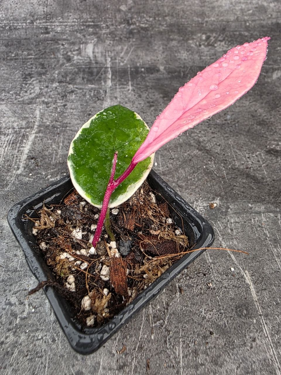 PORODNICE Hoya Flamingo Dream