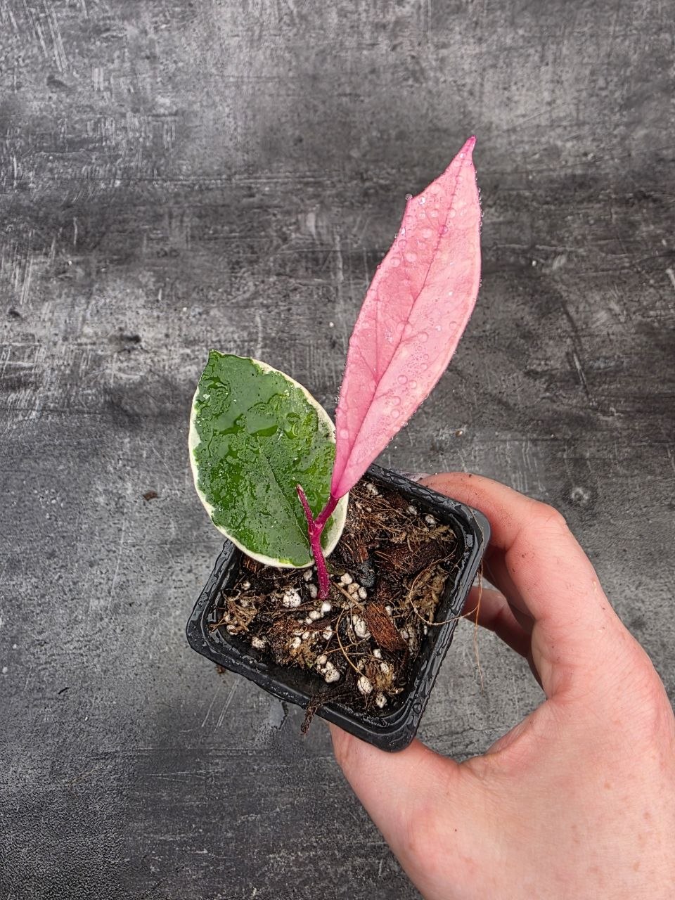 PORODNICE Hoya Flamingo Dream