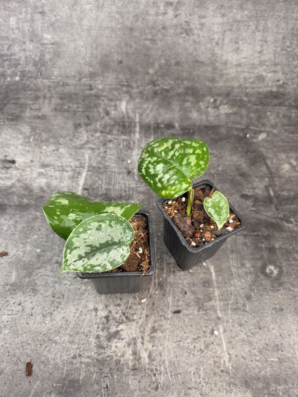 PORODNICE Scindapsus Pictus