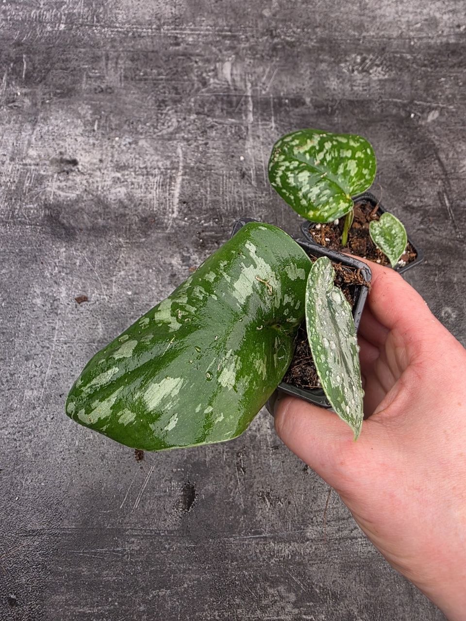 PORODNICE Scindapsus Pictus