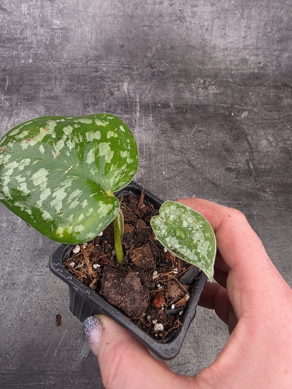 PORODNICE Scindapsus Pictus
