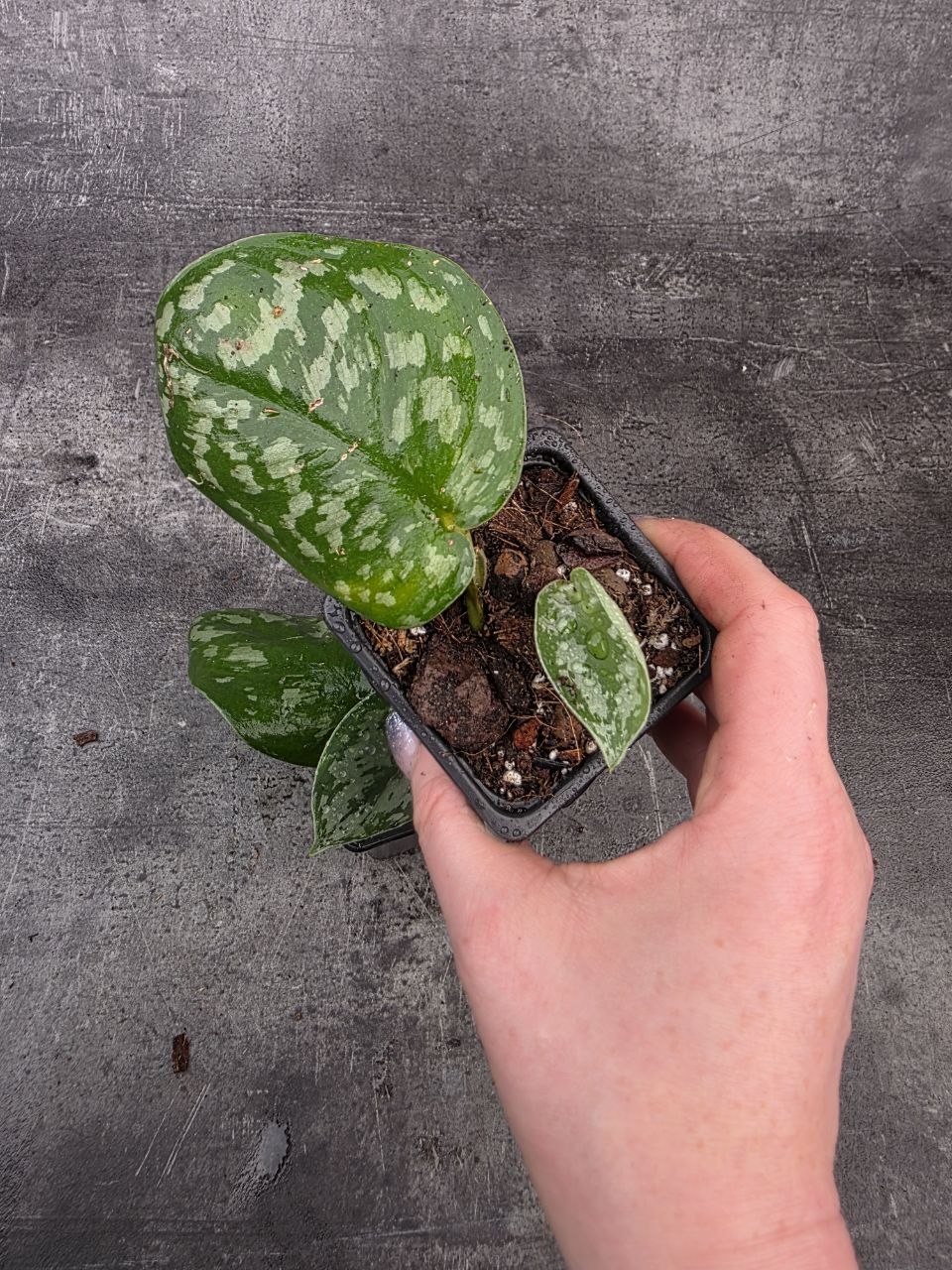 PORODNICE Scindapsus Pictus