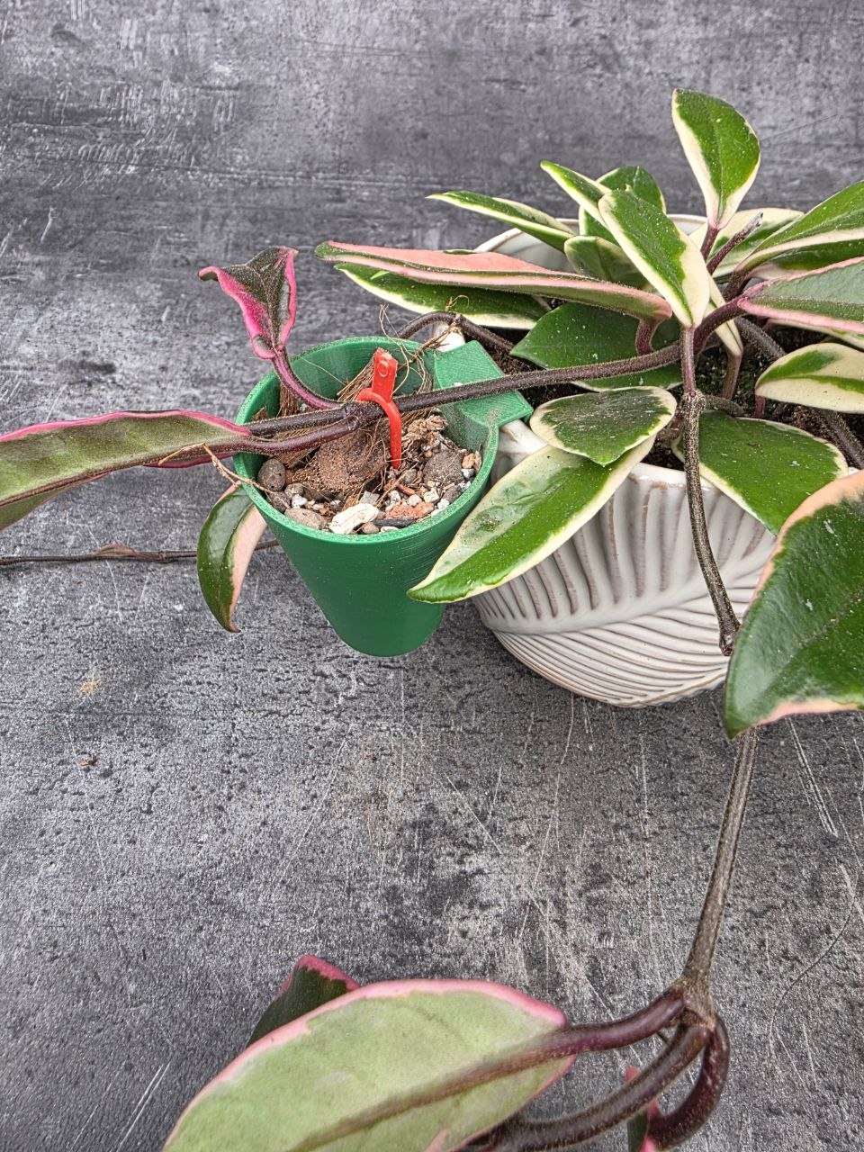 3D Mini květináč na množení s uchycením na obal bez odtékacích otvorů