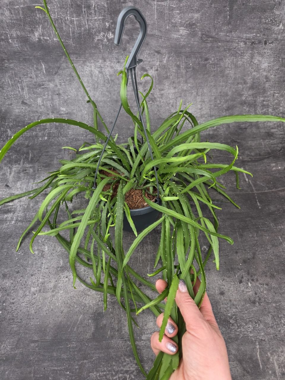 Lepismium Bolivianum závěs
