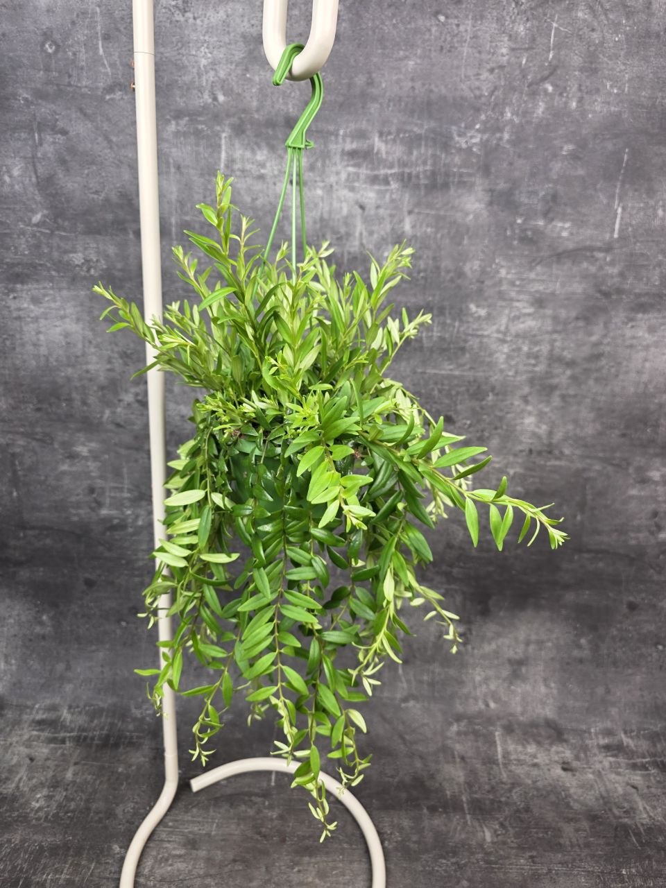 Aeschynanthus Japhrolepis
