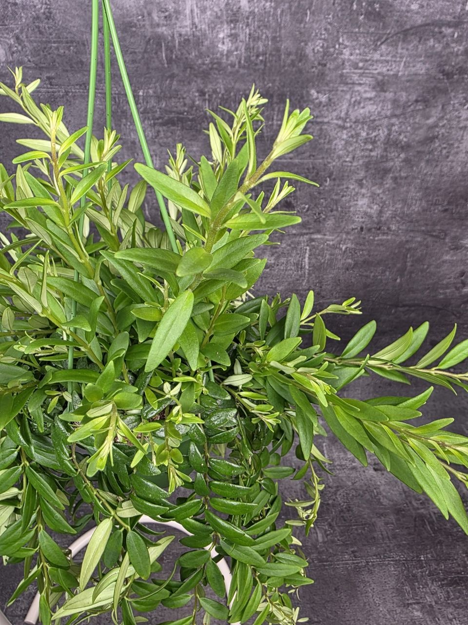 Aeschynanthus Japhrolepis