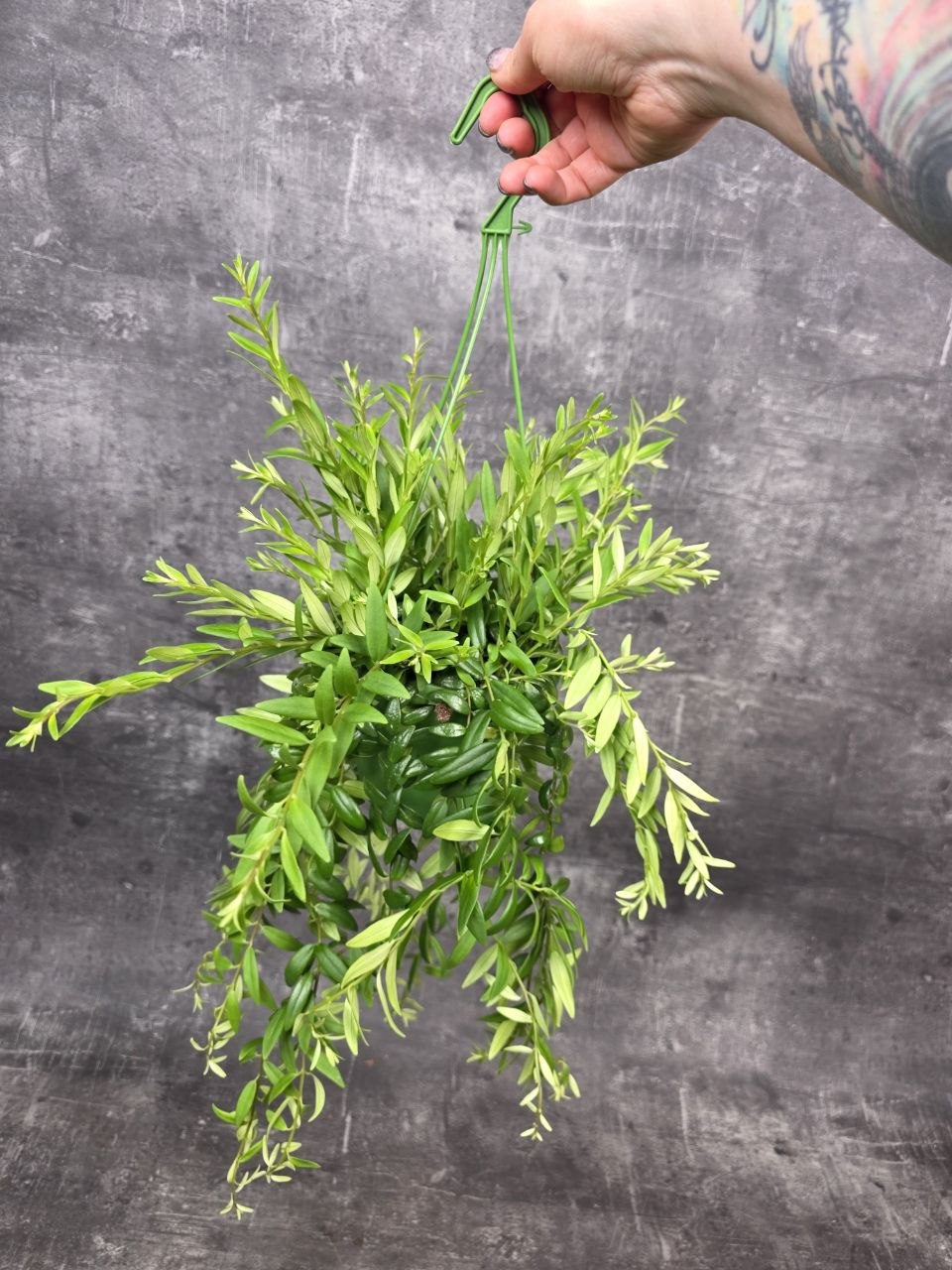 Aeschynanthus Japhrolepis