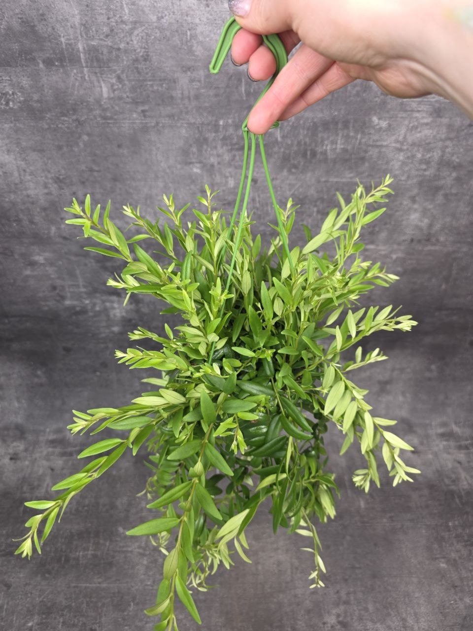 Aeschynanthus Japhrolepis