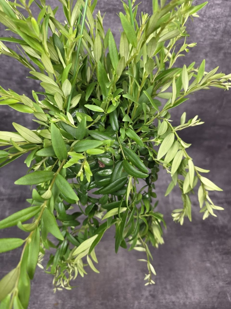 Aeschynanthus Japhrolepis