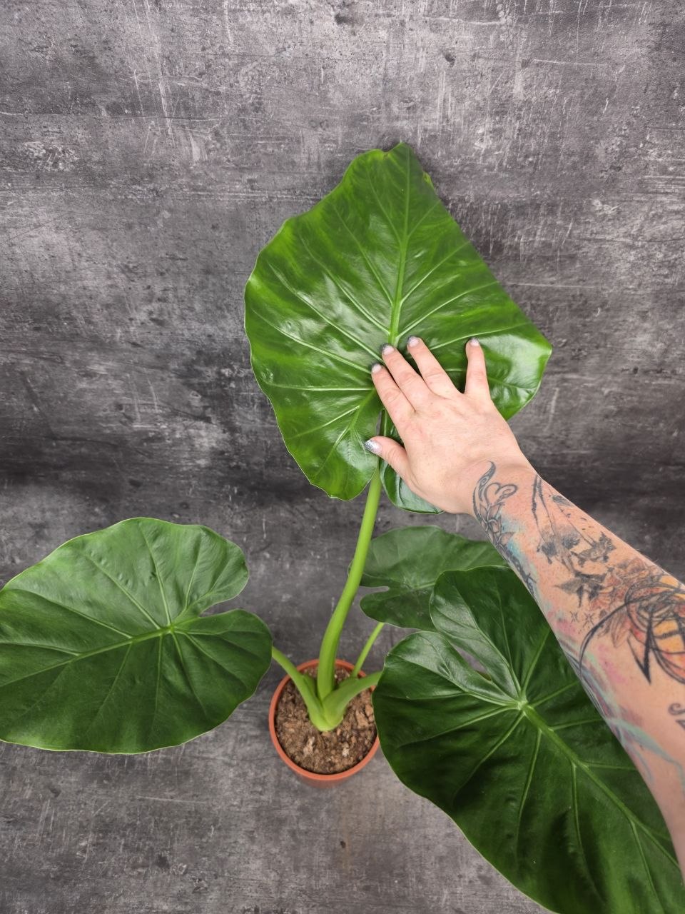 Alocasia Macrorrhiza