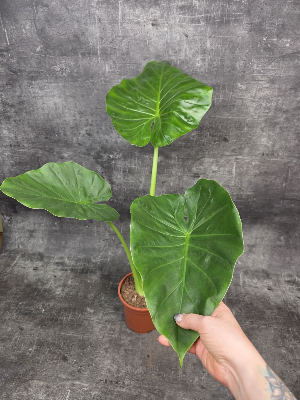 Alocasia Macrorrhiza