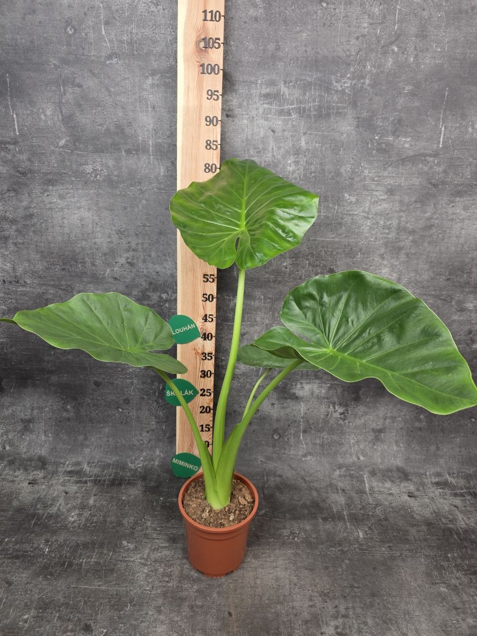 Alocasia Macrorrhiza