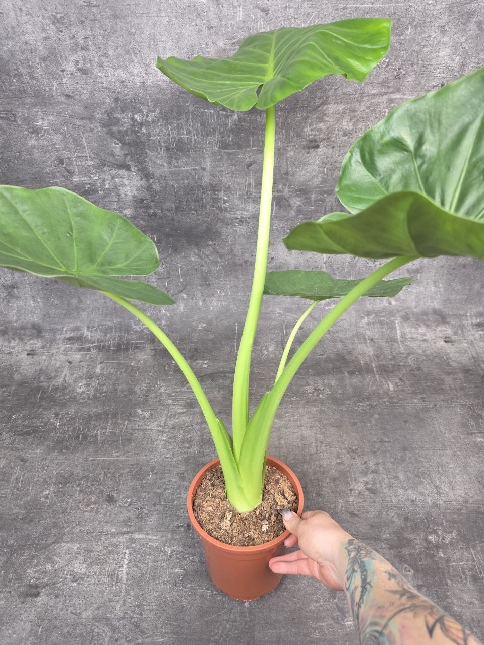 Alocasia Macrorrhiza