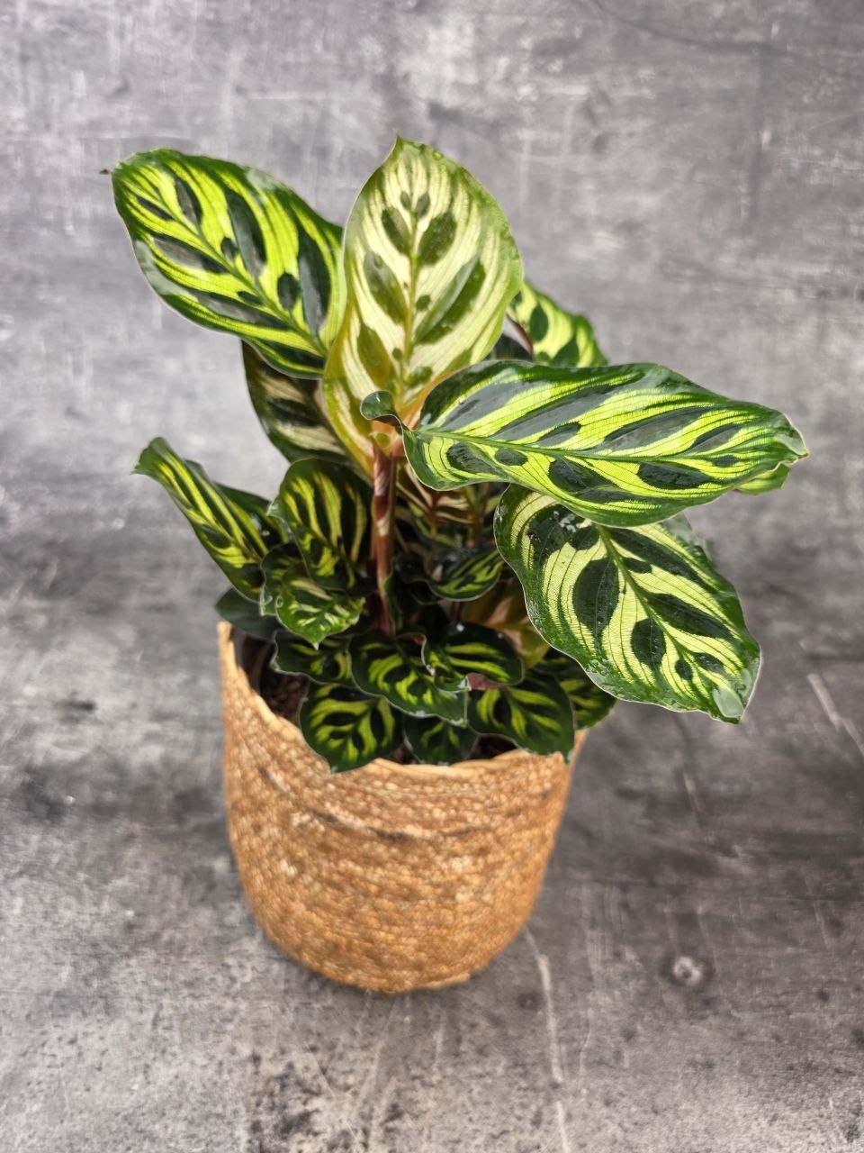 Calathea Makoyana