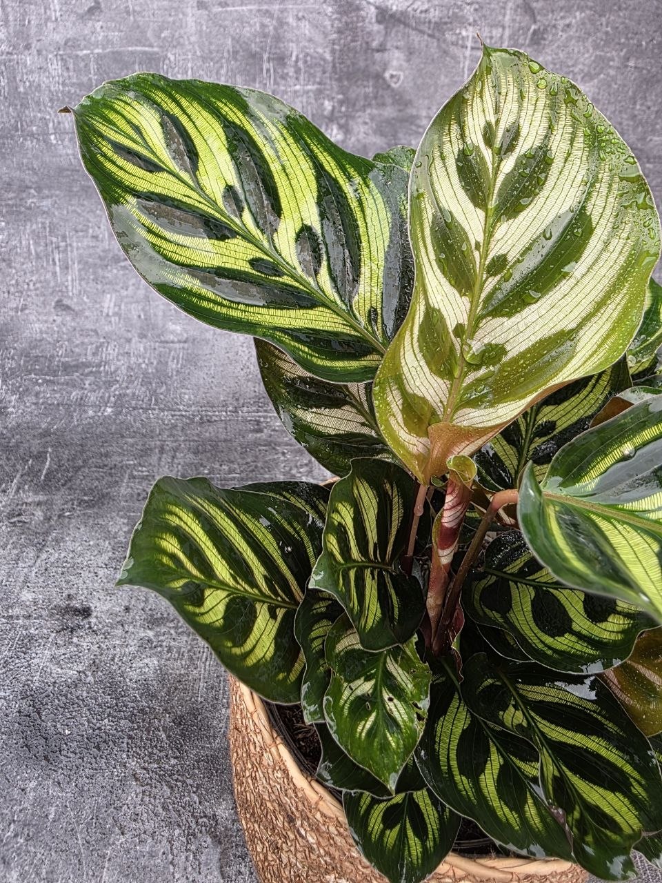 Calathea Makoyana