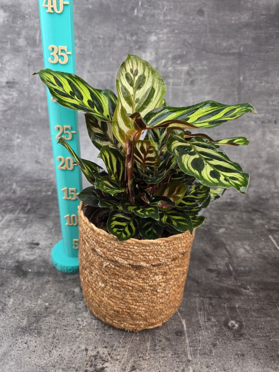Calathea Makoyana